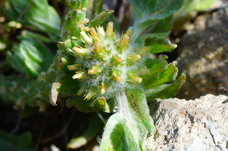 Filago pyramidata / Bambagia spatolata